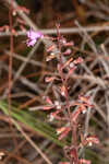 Coastal plain balm